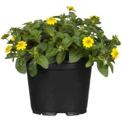 Husarenknöpfchen Gelb, Topf-Ø 12 Cm, 6er-Set -Gartenprodukte 0610100197 Sanvitalia Husarenknoepfchen2 71878