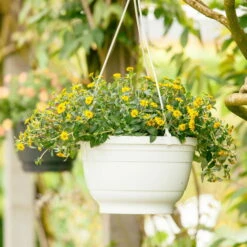 Husarenknöpfchen Gelb, Topf-Ø 12 Cm, 6er-Set -Gartenprodukte 0610100197 Sanvitalia Husarenknoepfchen 71880