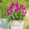 Federbusch 'Deep Purple' Lila, Topf-Ø 17 Cm, 2er-Set -Gartenprodukte 0610103088 Celosia argentea T17 Deep Purple H42 1 74298