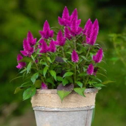 Federbusch 'Deep Purple' Lila, Topf-Ø 17 Cm, 2er-Set -Gartenprodukte 0610103088 Celosia argentea T17 Deep Purple H42 74299