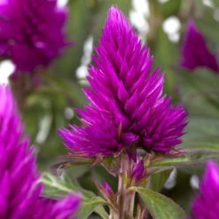 Federbusch 'Deep Purple' Lila, Topf-Ø 17 Cm, 2er-Set -Gartenprodukte 0610103448 0610103088 Celosia argentea T12 Deep Purple Set 3Stueck 74316