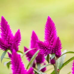 Federbusch 'Deep Purple' Lila, Topf-Ø 17 Cm, 2er-Set -Gartenprodukte 0610103448 0610103088 Celosia argentea T17 Deep Purple H42 74315