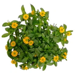 Husarenknöpfchen Gelb, Topf-Ø 12 Cm, 6er-Set -Gartenprodukte 0610103465 Sanvitalia procumbens T12 3er Set 8 78636