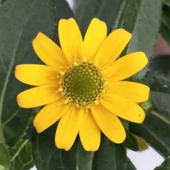 Husarenknöpfchen Gelb, Topf-Ø 12 Cm, 6er-Set -Gartenprodukte 0610103465 Sanvitalia procumbens T12 3er Set 9 78700