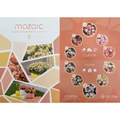 Kalanchoe 'Mozaic', Wechselfarbig, Topf-Ø 12 Cm, Höhe Ca. 22 Cm, 6er-Set -Gartenprodukte 0610103650 Outdoor Kalanchoe Mozaic wechselfarbig 6er Set 12 113797