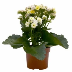 Kalanchoe 'Mozaic', Wechselfarbig, Topf-Ø 12 Cm, Höhe Ca. 22 Cm, 6er-Set -Gartenprodukte 0610103650 Outdoor Kalanchoe Mozaic wechselfarbig 6er Set 2 113821