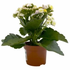 Kalanchoe 'Mozaic', Wechselfarbig, Topf-Ø 12 Cm, Höhe Ca. 22 Cm, 6er-Set -Gartenprodukte 0610103650 Outdoor Kalanchoe Mozaic wechselfarbig 6er Set 3 113822