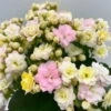Kalanchoe 'Mozaic', Wechselfarbig, Topf-Ø 12 Cm, Höhe Ca. 22 Cm, 6er-Set -Gartenprodukte 0610103650 Outdoor Kalanchoe Mozaic wechselfarbig 6er Set 7 113796