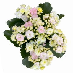 Kalanchoe 'Mozaic', Wechselfarbig, Topf-Ø 12 Cm, Höhe Ca. 22 Cm, 6er-Set -Gartenprodukte 0610103650 Outdoor Kalanchoe Mozaic wechselfarbig 6er Set 8 113824