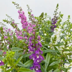 Angelonia 'Trio' Rosa-weiß-lila/blau, Topf-Ø 15 Cm, 3er-Set -Gartenprodukte 0610103733 Angelonia Trio T15 3er Set 125753