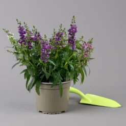 Angelonia 'Trio' Rosa-weiß-lila/blau, Topf-Ø 15 Cm, 3er-Set -Gartenprodukte 0610103733 Angelonia trio T15 3er Set 2 125985