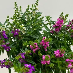 Angelonia 'Trio' Rosa-weiß-lila/blau, Topf-Ø 15 Cm, 3er-Set -Gartenprodukte 0610103733 Angelonia trio T15 3er Set 10 125837