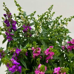 Angelonia 'Trio' Rosa-weiß-lila/blau, Topf-Ø 15 Cm, 3er-Set -Gartenprodukte 0610103733 Angelonia trio T15 3er Set 11 125838