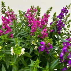 Angelonia 'Trio' Rosa-weiß-lila/blau, Topf-Ø 15 Cm, 3er-Set -Gartenprodukte 0610103733 Angelonia trio T15 3er Set 12 125836
