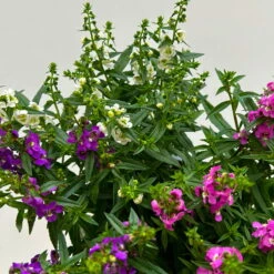 Angelonia 'Trio' Rosa-weiß-lila/blau, Topf-Ø 15 Cm, 3er-Set -Gartenprodukte 0610103733 Angelonia trio T15 3er Set 9 125839