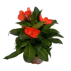 Edellieschen Orange/hellrot, Topf-Ø 12 Cm, 6er-Set -Gartenprodukte 0610110039 Impatiens NG hellrot 1 88499