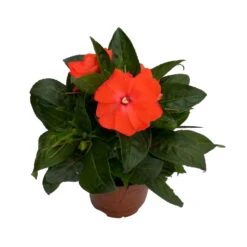 Edellieschen Orange/hellrot, Topf-Ø 12 Cm, 6er-Set -Gartenprodukte 0610110039 Impatiens NG hellrot 3 88498