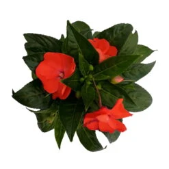 Edellieschen Orange/hellrot, Topf-Ø 12 Cm, 6er-Set -Gartenprodukte 0610110039 Impatiens NG hellrot 6 88500