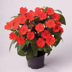 Edellieschen Orange/hellrot, Topf-Ø 12 Cm, 6er-Set -Gartenprodukte 0610110039 Impatiens T12 13 orange hellrot Set 6Stueck1 74431