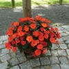 Edellieschen Orange/hellrot, Topf-Ø 12 Cm, 6er-Set -Gartenprodukte 0610110039 Impatiens T12 13 orange hellrot Set 6Stueck2 74429