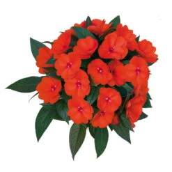 Edellieschen Orange/hellrot, Topf-Ø 12 Cm, 6er-Set -Gartenprodukte 0610110039 Impatiens T12 13 orange hellrot Set 6Stueck 74430