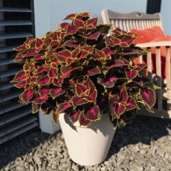 Buntnessel 'Hollywood Boulevard' Dunkelrot-pink-grün, Topf-Ø 12 Cm, 6er-Set 13 Buntnessel 'Hollywood Boulevard' Dunkelrot-pink-grün, Topf-Ø 12 Cm, 6er-Set -Gartenprodukte 0610180255 Solenostemon scut T12 Hollywood Boulevard 6er Set WS 1 94328