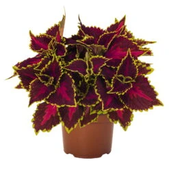 Buntnessel 'Hollywood Boulevard' Dunkelrot-pink-grün, Topf-Ø 12 Cm, 6er-Set 14 Buntnessel 'Hollywood Boulevard' Dunkelrot-pink-grün, Topf-Ø 12 Cm, 6er-Set -Gartenprodukte 0610180255 Solenostemon scut T12 Hollywood Boulevard 6er Set WS 3 94330