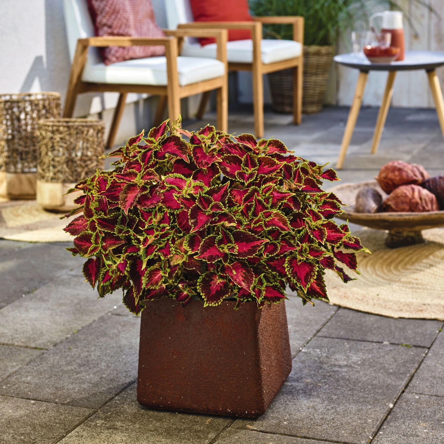 Buntnessel 'Hollywood Boulevard' Dunkelrot-pink-grün, Topf-Ø 12 Cm, 6er-Set 4 Buntnessel 'Hollywood Boulevard' Dunkelrot-pink-grün, Topf-Ø 12 Cm, 6er-Set – Bild 2
