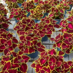 Buntnessel 'Hollywood Boulevard' Dunkelrot-pink-grün, Topf-Ø 12 Cm, 6er-Set 15 Buntnessel 'Hollywood Boulevard' Dunkelrot-pink-grün, Topf-Ø 12 Cm, 6er-Set -Gartenprodukte 0610180255 Solenostemon scut T12 Hollywood Boulevard 6er Set WS 5 94329