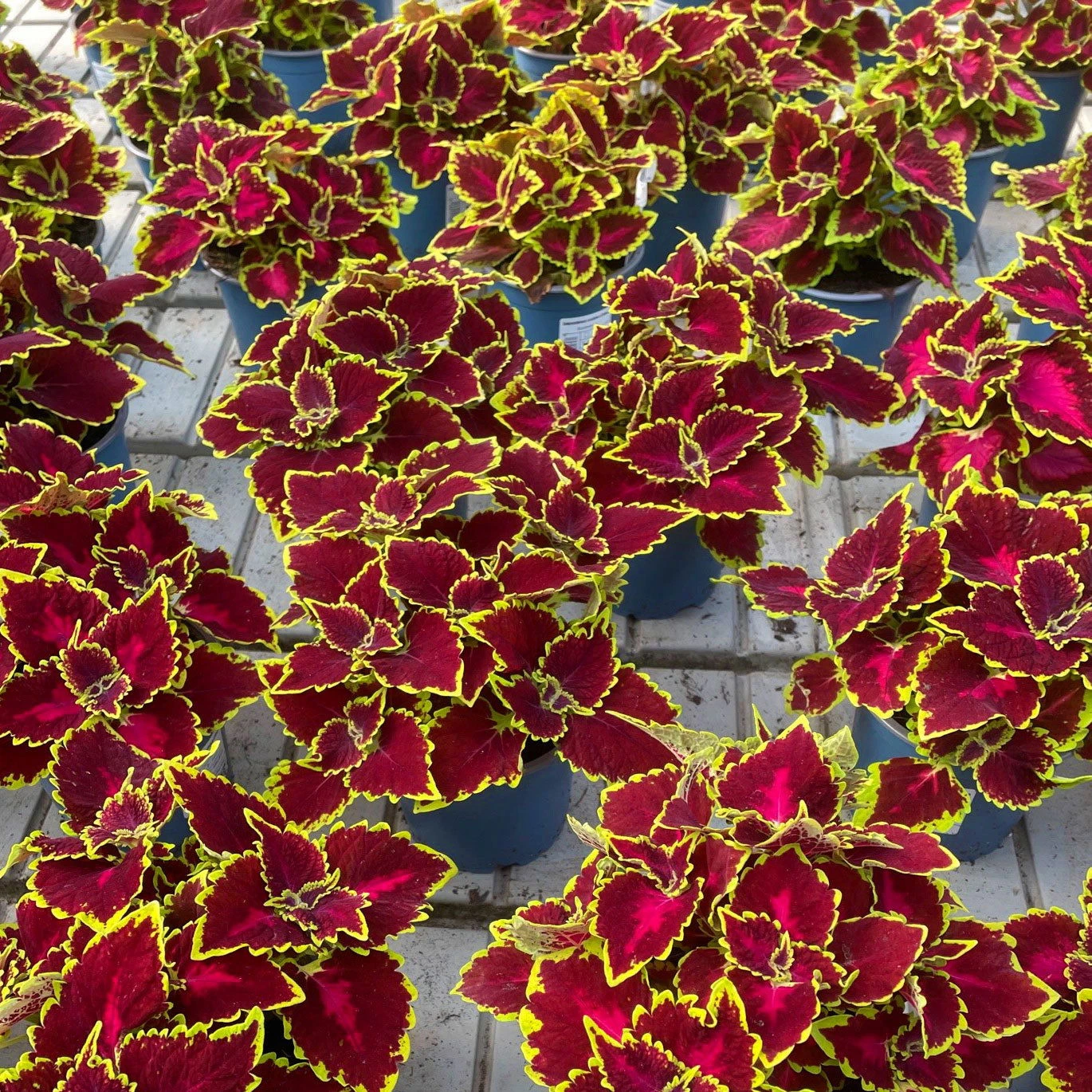 Buntnessel 'Hollywood Boulevard' Dunkelrot-pink-grün, Topf-Ø 12 Cm, 6er-Set 7 Buntnessel 'Hollywood Boulevard' Dunkelrot-pink-grün, Topf-Ø 12 Cm, 6er-Set – Bild 5