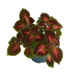 Buntnessel 'Hollywood Boulevard' Dunkelrot-pink-grün, Topf-Ø 12 Cm, 6er-Set 17 Buntnessel 'Hollywood Boulevard' Dunkelrot-pink-grün, Topf-Ø 12 Cm, 6er-Set -Gartenprodukte 0610180255 Solenostemon scut T12 Hollywood Boulevard 6er Set WS2 3 96106