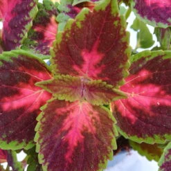 Buntnessel 'Hollywood Boulevard' Dunkelrot-pink-grün, Topf-Ø 12 Cm, 6er-Set 16 Buntnessel 'Hollywood Boulevard' Dunkelrot-pink-grün, Topf-Ø 12 Cm, 6er-Set -Gartenprodukte 0610180255 Solenostemon scut T12 Hollywood Boulevard 6er Set WS2 4 96105