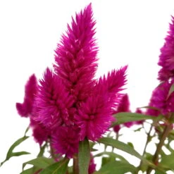 Federbusch 'Deep Purple' Lila, Topf-Ø 17 Cm, 2er-Set -Gartenprodukte 0610240063 Celosia argentea T17 Deep Purple 2er Set 2 125398