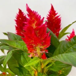 Celosia 'Kelos Fire Red' Rot, Topf-Ø 12 Cm, 6er-Set -Gartenprodukte 0610240074 Celosia argentea T12 6er Set rot Kelos Fire Red 4 113293
