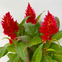 Celosia 'Kelos Fire Red' Rot, Topf-Ø 12 Cm, 6er-Set -Gartenprodukte 0610240074 Celosia argentea T12 6er Set rot Kelos Fire Red 5 113294