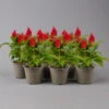 Celosia 'Kelos Fire Red' Rot, Topf-Ø 12 Cm, 6er-Set -Gartenprodukte 0610240087 Celosia argentea T12 6er Set rot Kelos Fire Red 2 123649