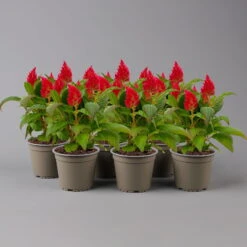 Celosia 'Kelos Fire Red' Rot, Topf-Ø 12 Cm, 6er-Set