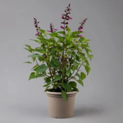 Pfirsichsalbei 'Strawberry Lake' Pink, Topf-Ø 21 Cm, Höhe Ca. 40 Cm -Gartenprodukte 0610370086 Salvia T21 Strawberry Lake H 40cm 2 125990