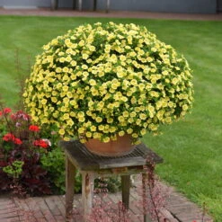 Zauberglöckchen 'MiniFamous® Neo Double Lemon' Gelb Gefüllt, Topf-Ø 13cm,6er-Set -Gartenprodukte 0613160035 KB Calibrachoa T13 gelb Double Citric Set 3Stueck2 75108