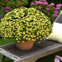 Zauberglöckchen 'MiniFamous® Neo Double Lemon' Gelb Gefüllt, Topf-Ø 13cm,6er-Set -Gartenprodukte 0613160035 KB Calibrachoa T13 gelb Double Citric Set 3Stueck 75109