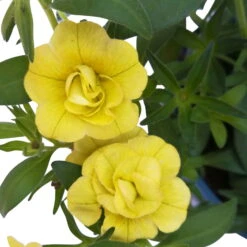 Zauberglöckchen 'MiniFamous® Neo Double Lemon' Gelb Gefüllt, Topf-Ø 13cm,6er-Set -Gartenprodukte 0613160035 KB Calibrachoa T13 gelb Double Lemon 6er Set 11 93293