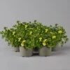 Zauberglöckchen 'MiniFamous® Neo Double Lemon' Gelb Gefüllt, Topf-Ø 13cm,6er-Set -Gartenprodukte 0613160145 Calibrachoa T13 Neo Double Lemon 6er Set set 122577