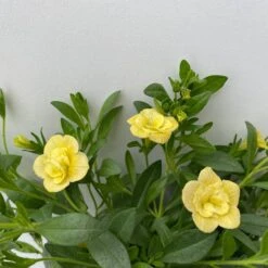 Zauberglöckchen 'MiniFamous® Neo Double Lemon' Gelb Gefüllt, Topf-Ø 13cm,6er-Set -Gartenprodukte 0613160145 Calibrachoa T13 Neo Double Lemon 6er Set 6 122443
