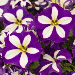 Petunie 'Crazytunia® Lucky Lilac' Lila-weiß, Hängend, Topf-Ø 13 Cm,6er-Set
