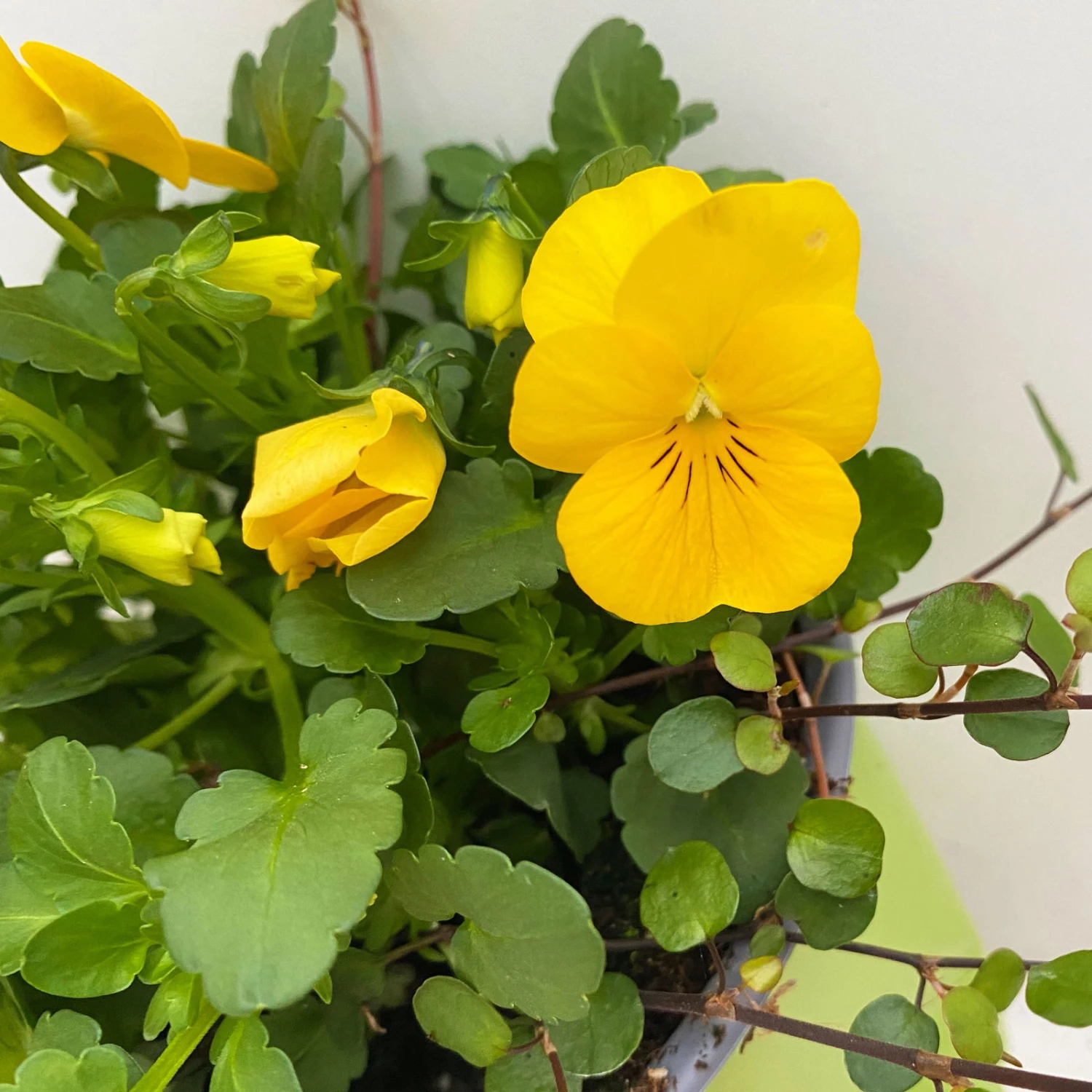 Hornveilchen Gelb Mit Mühlenbeckia, Topf-Ø 13 Cm, 6er-Set 5 Hornveilchen Gelb Mit Mühlenbeckia, Topf-Ø 13 Cm, 6er-Set – Bild 3