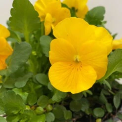Hornveilchen Gelb Mit Mühlenbeckia, Topf-Ø 13 Cm, 6er-Set 13 Hornveilchen Gelb Mit Mühlenbeckia, Topf-Ø 13 Cm, 6er-Set -Gartenprodukte 0620110114 Viola cornuta Muehlenbeckia gelb 6er Set 5 107890