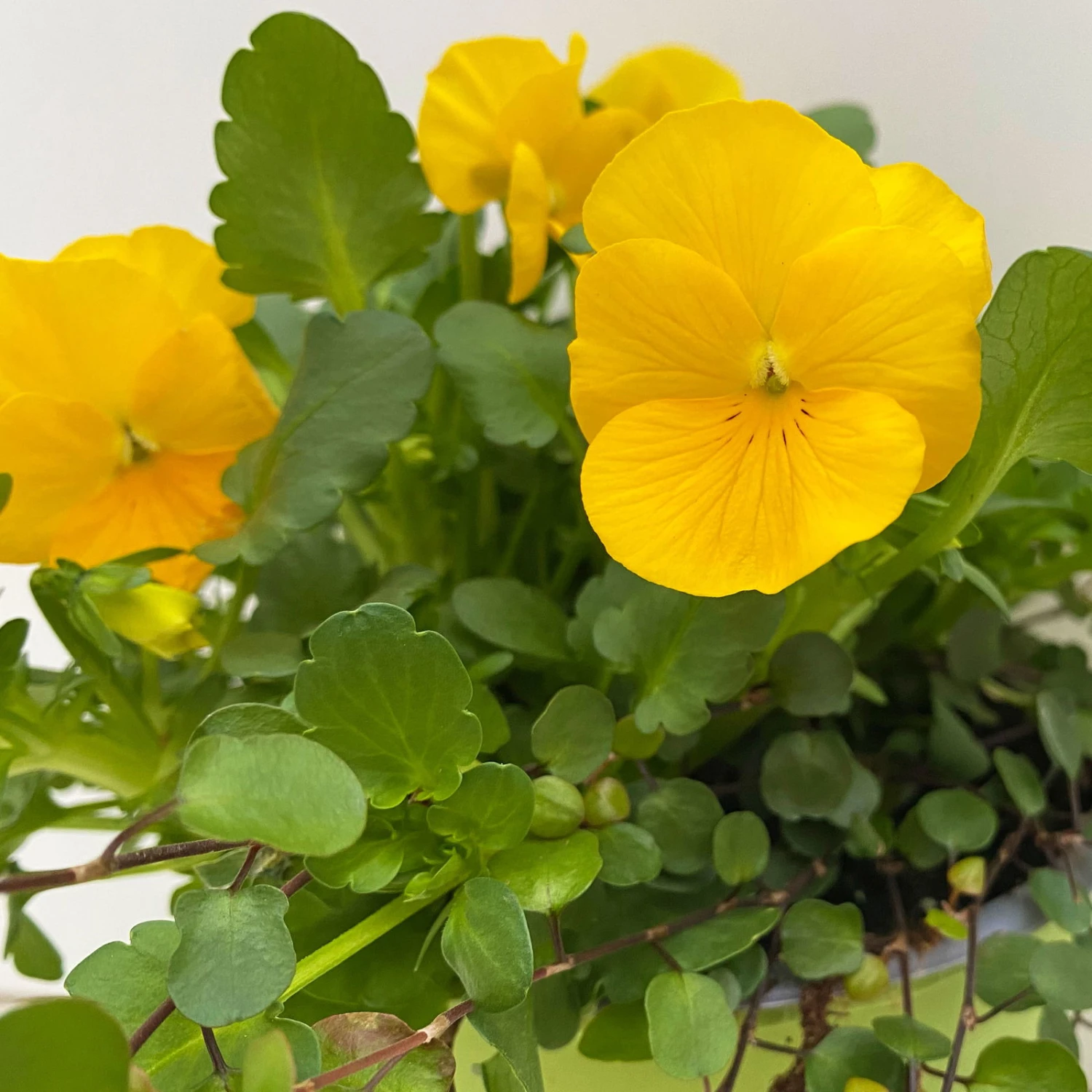 Hornveilchen Gelb Mit Mühlenbeckia, Topf-Ø 13 Cm, 6er-Set 6 Hornveilchen Gelb Mit Mühlenbeckia, Topf-Ø 13 Cm, 6er-Set – Bild 4