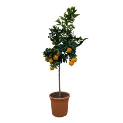 Orangenbaum, Stamm, Topf-Ø Ca. 22 Cm, Höhe Ca. 70 Cm -Gartenprodukte 0630100030 KB Citrus sinensis Stamm T33 11 104310