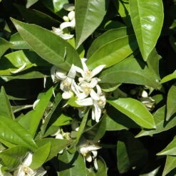 Orangenbaum, Stamm, Topf-Ø Ca. 22 Cm, Höhe Ca. 70 Cm -Gartenprodukte 0630100030 KB Citrus sinensis Stamm T33 1 88065