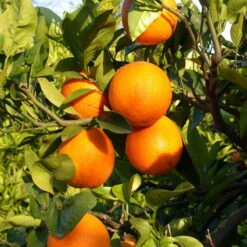 Orangenbaum, Stamm, Topf-Ø Ca. 22 Cm, Höhe Ca. 70 Cm -Gartenprodukte 0630100030 KB Citrus sinensis Stamm T33 3 88064